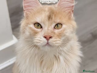 Maine Coon cats High Red Smoke 66/66 Polydactyl European line - Advert 5