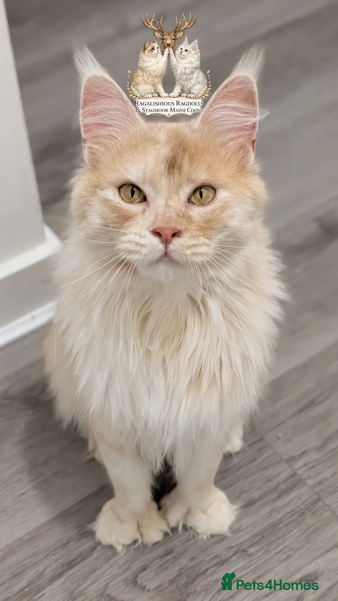 Maine Coon cats for stud: High Red Smoke 66/66 Polydactyl European line - Advert 1