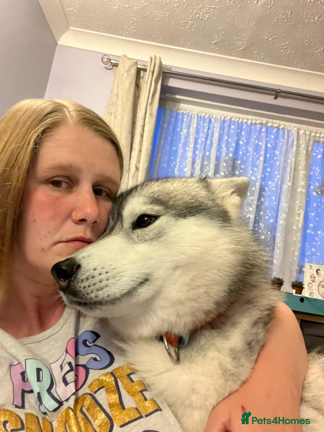 Siberian Husky dogs for sale: Jack and Spice  - Advert 7