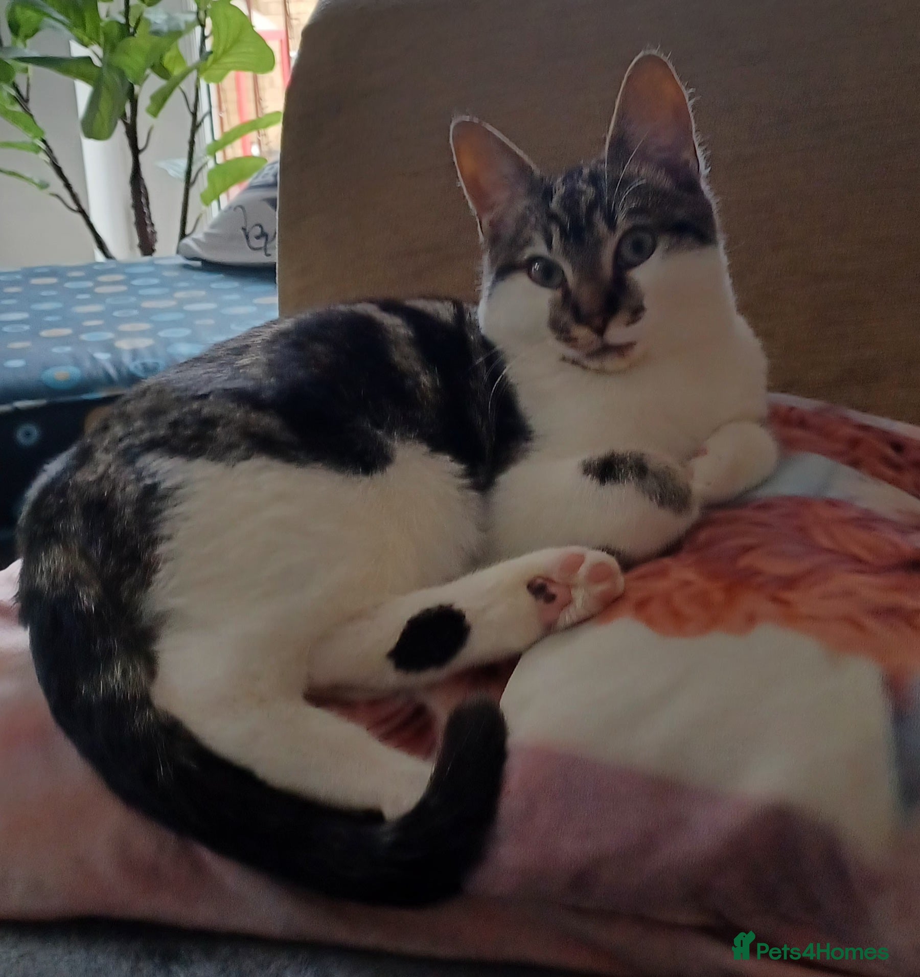 British Shorthair cats Evie needs a new home asap in Swansea - Advert 1