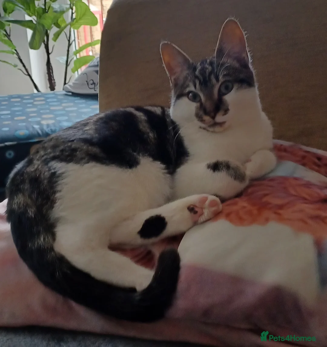 British Shorthair cats for sale: Evie needs a new home asap in Swansea - Advert 1