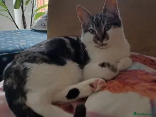 British Shorthair cats Evie needs a new home asap in Swansea - Advert 1