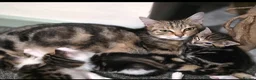 Mixed Breed cats for sale: Tabby kittens  - Advert 1