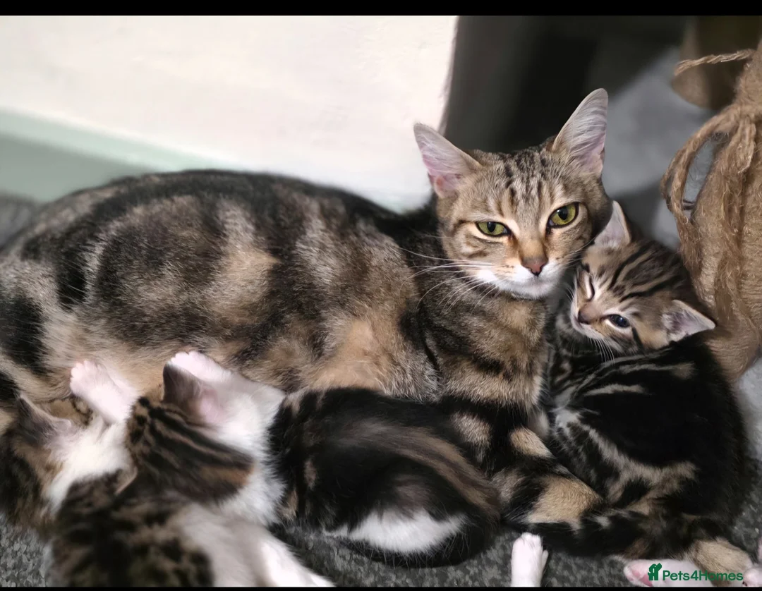 Mixed Breed cats for sale: Tabby kittens  - Advert 1
