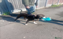 Mixed Breed dogs for adoption: Gorgeous young staffie cross for adoption  - Image 4