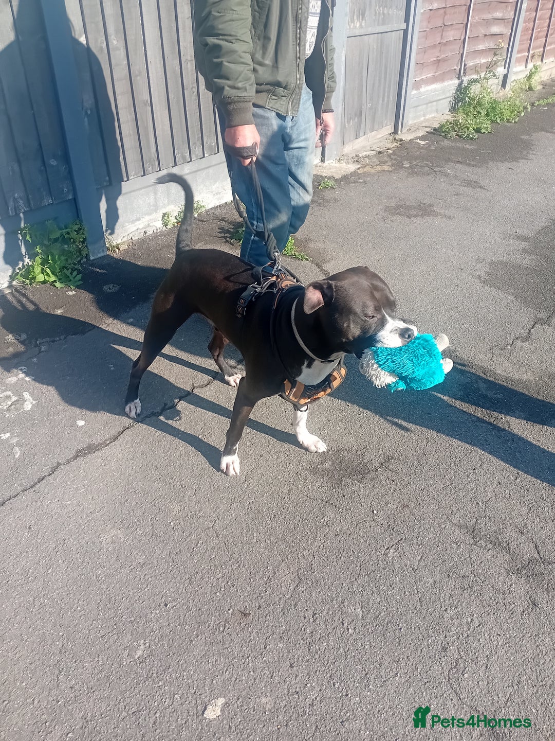 Mixed Breed dogs for adoption: Gorgeous young staffie cross for adoption  - Image 4
