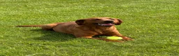Labrador Retriever dogs for sale: Fox Red Labradors Puppies- Ready To Go - Advert 2