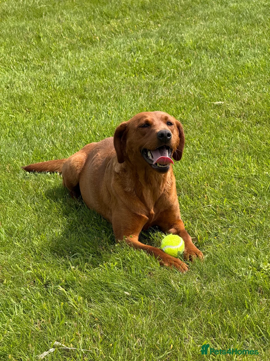 Labrador Retriever dogs for sale: Fox Red Labradors Puppies- Ready To Go - Advert 2