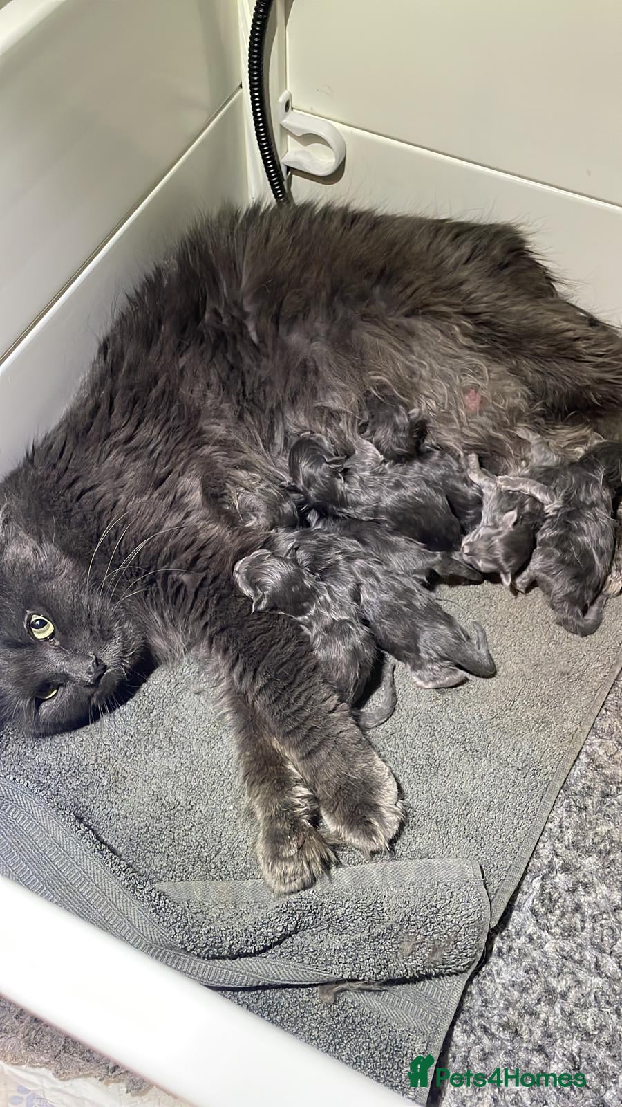 Maine Coon cats Outstanding Maine Coon Kittens - Advert 2