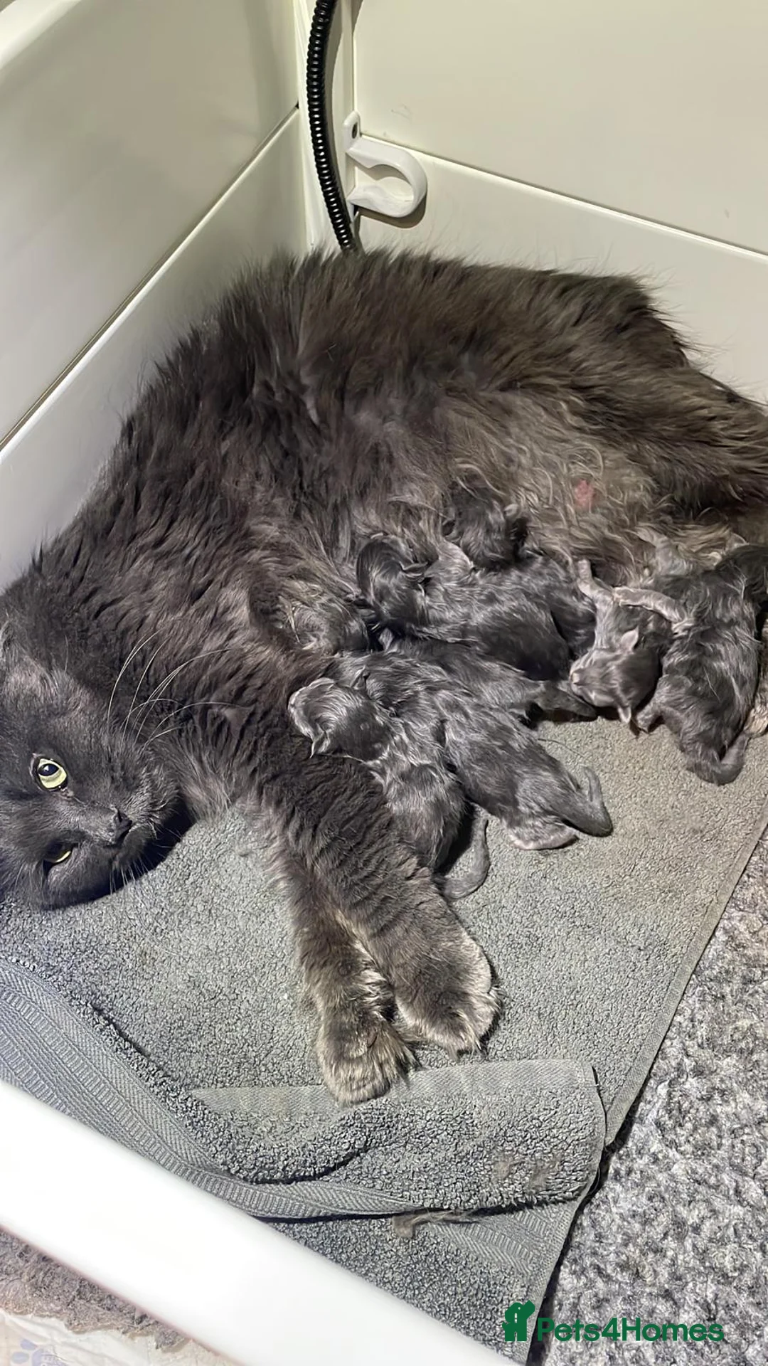 Maine Coon cats for sale: Outstanding Maine Coon Kittens - Advert 2