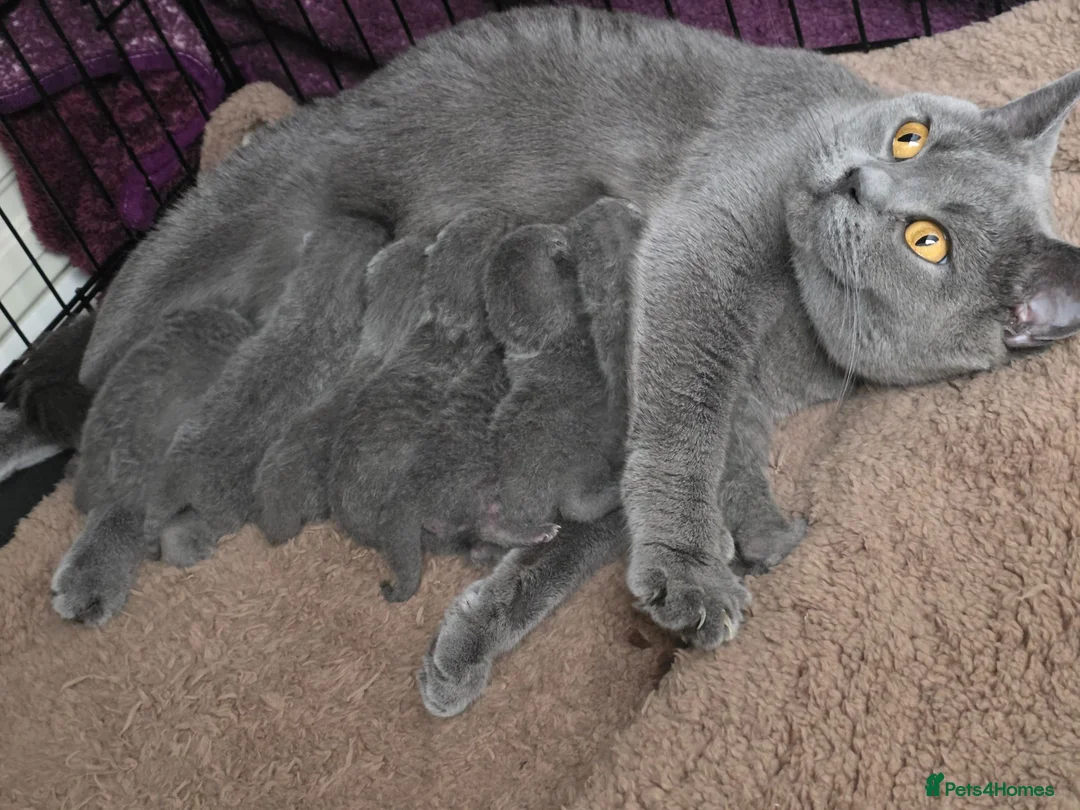 British Shorthair cats for sale: British Shorthair Kittens  - Advert 1