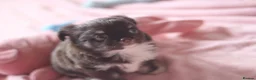 Chihuahua dogs for sale: Quality KC Registered chihuahua Boys  - Advert 11