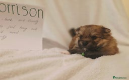 Mixed Breed dogs for sale: Yorkie-pom puppies  - Image 2