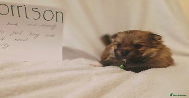 Mixed Breed dogs - Advert 12