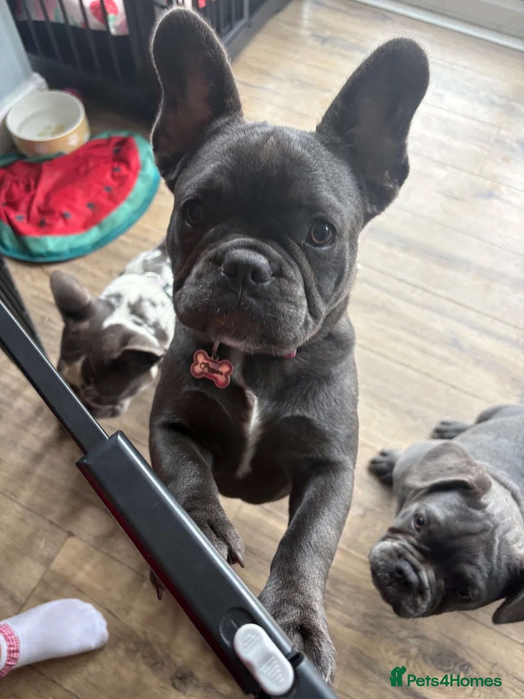 French Bulldog dogs for sale: Meet Pepper in Scunthorpe - Advert 1