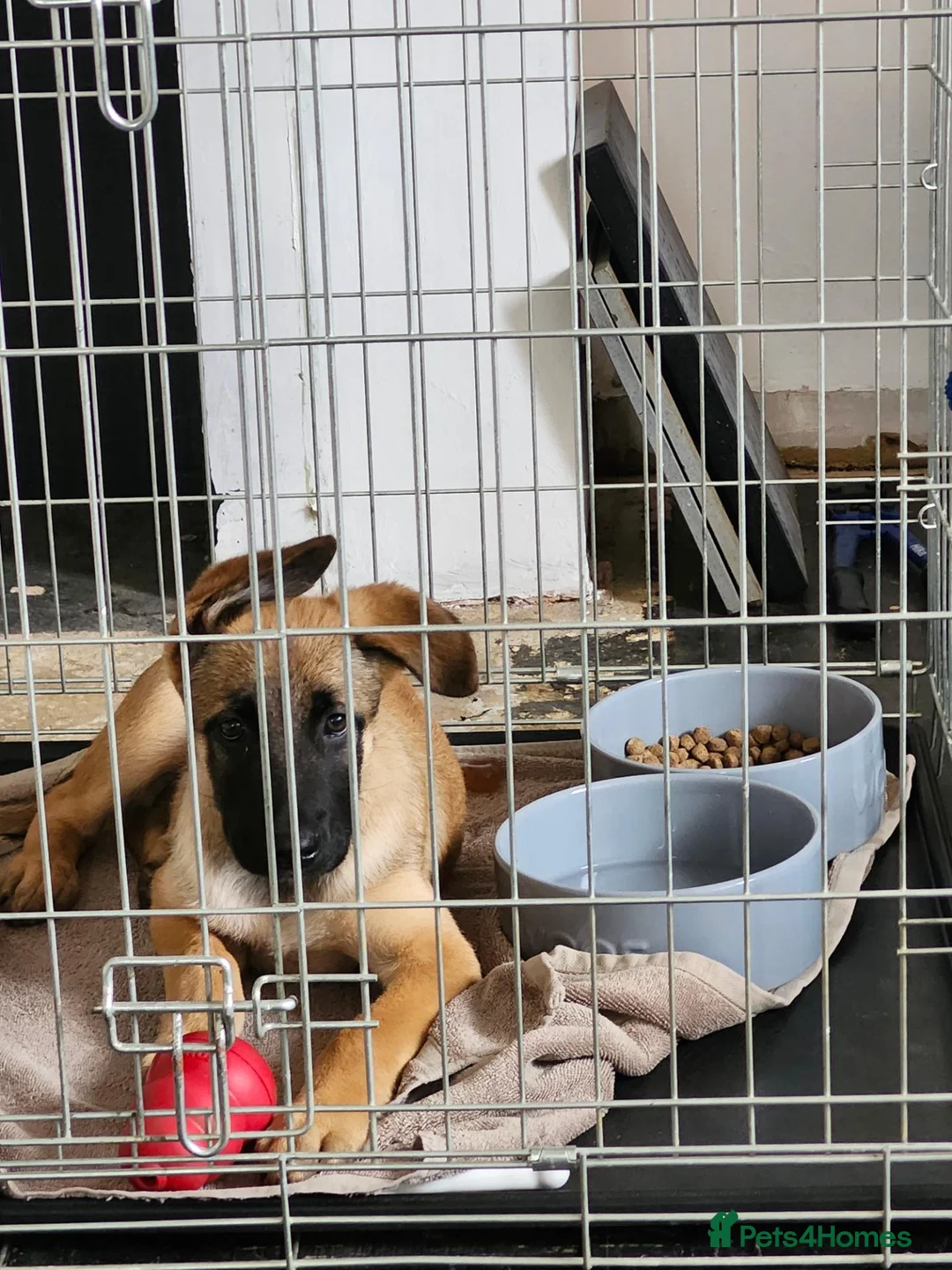 Mixed Breed dogs for sale: 11 week old Belgian Mallinois male  in Basingstoke - Advert 7