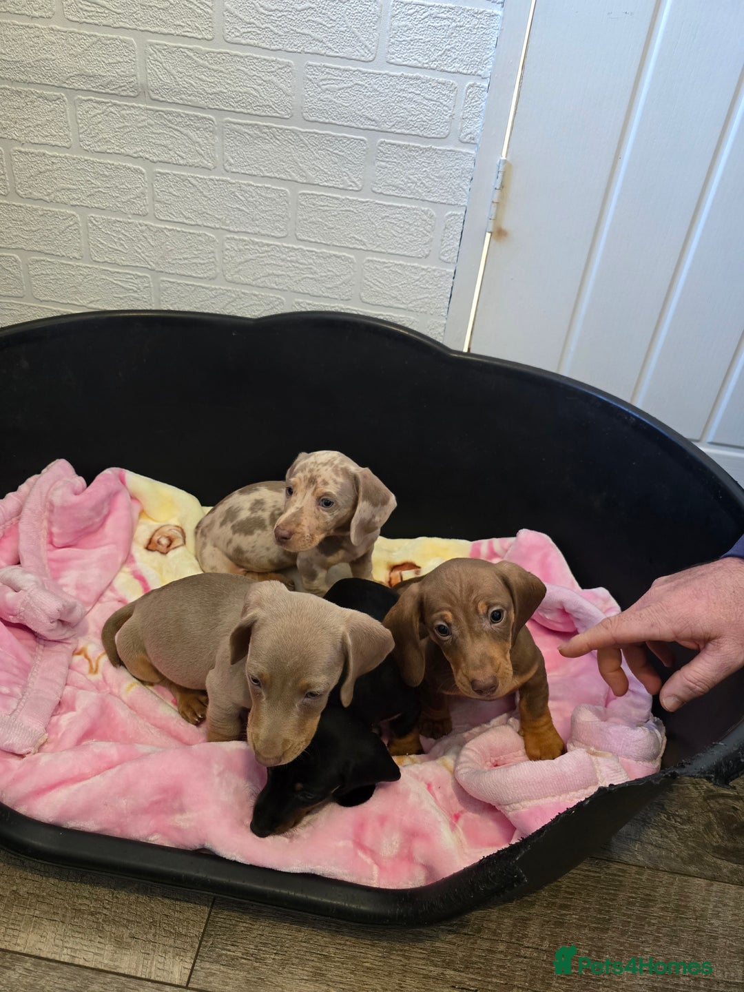 Dachshund dogs for sale: 4 beautiful dachshund boy puppies  - Advert 7