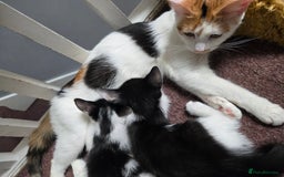 Mixed Breed cats for sale: 2 Kitties for the price of 1! With ****** tower! - Image 11