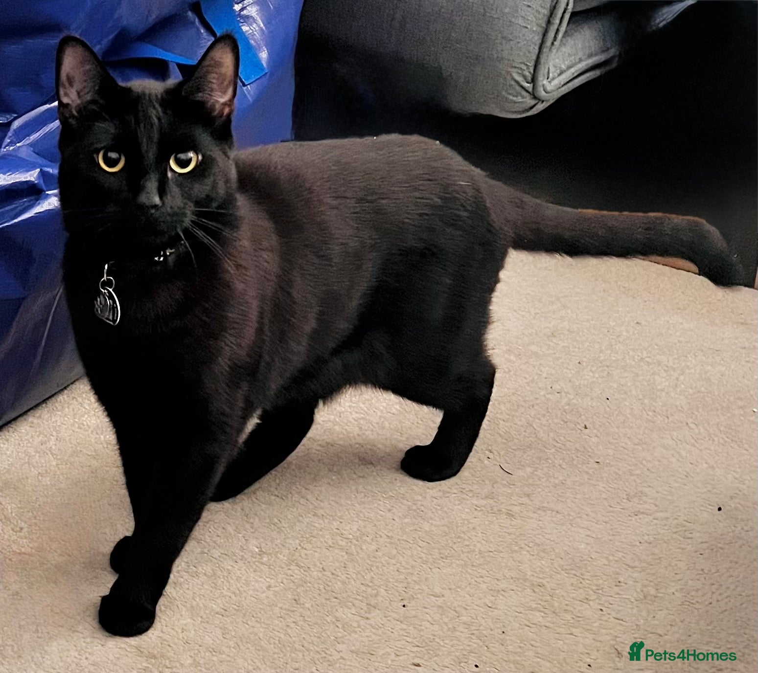 Mixed Breed cats Beautiful Black Girl 🐈‍⬛ Must Go!  - Advert 16
