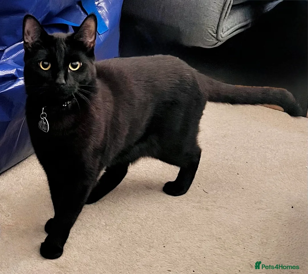 Mixed Breed cats for sale: Beautiful Black Girl 🐈‍⬛ Must Go!  - Advert 2