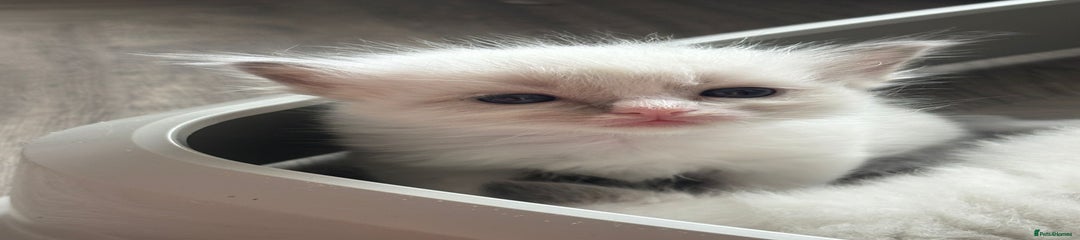 Ragdoll Kitten 2