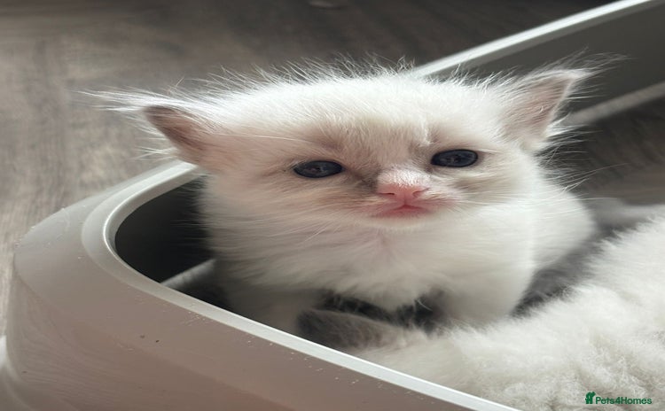 Ragdoll cats - Advert 12