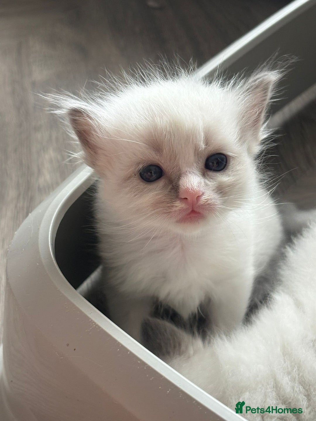 Ragdoll cats for sale: Ragdoll Kittens  - Image 1
