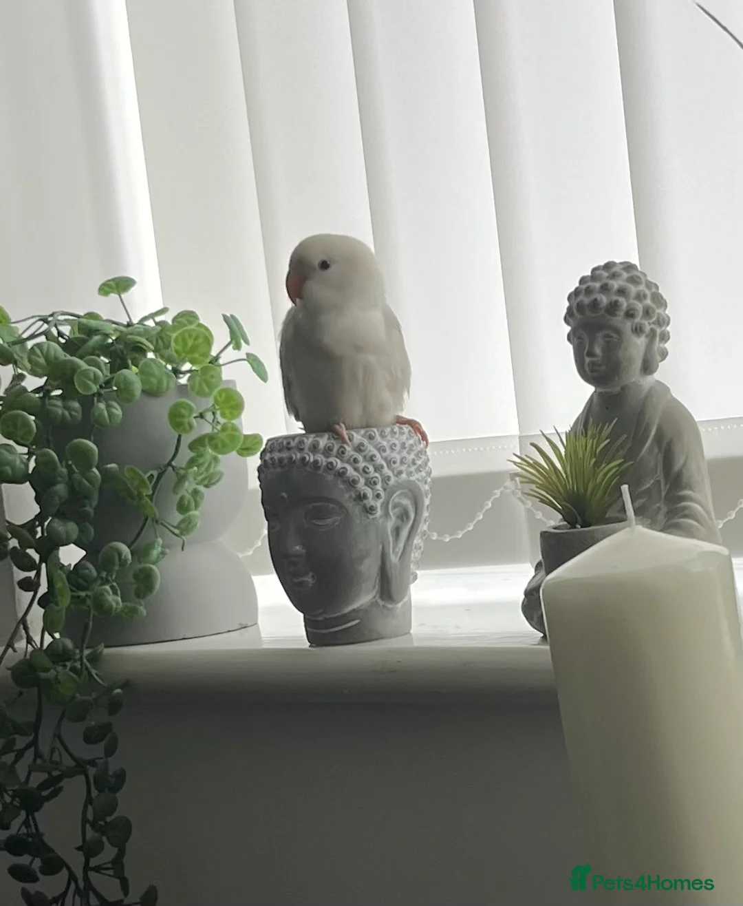 Lovebirds birds for sale: Hand reared love bird  - Advert 8