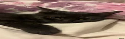 Mixed Breed cats for sale: Lovely friendly cat - Advert 4