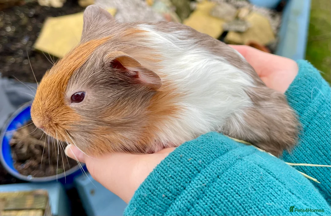 Guinea Pig rodents for sale: Bonded boys - Advert 4