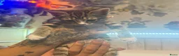 Domestic Shorthair cats for sale: 3 female kittens for sale  - Advert 4