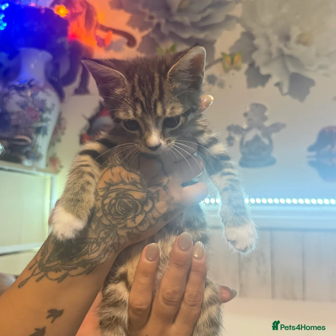 Domestic Shorthair cats for sale: 3 female kittens for sale  - Advert 4