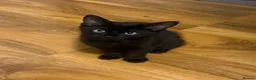 Domestic Shorthair cats for sale: Kitten  - Advert 2
