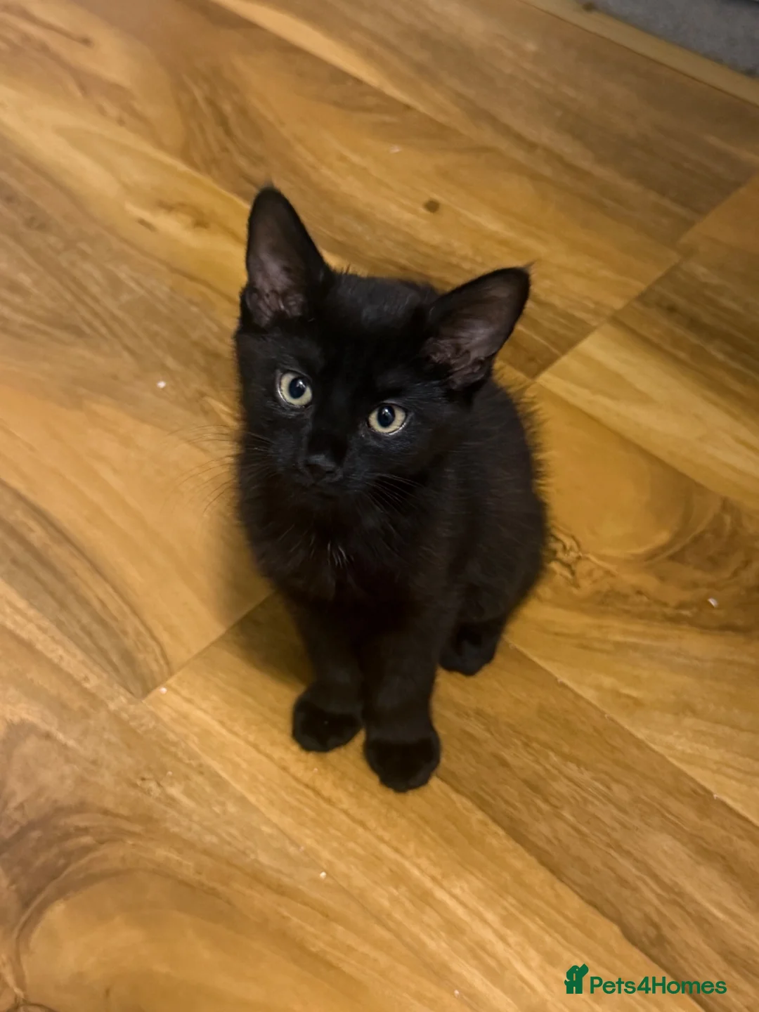 Domestic Shorthair cats for sale: Kitten  - Advert 2
