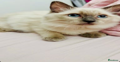 Ragdoll cats - Advert 8