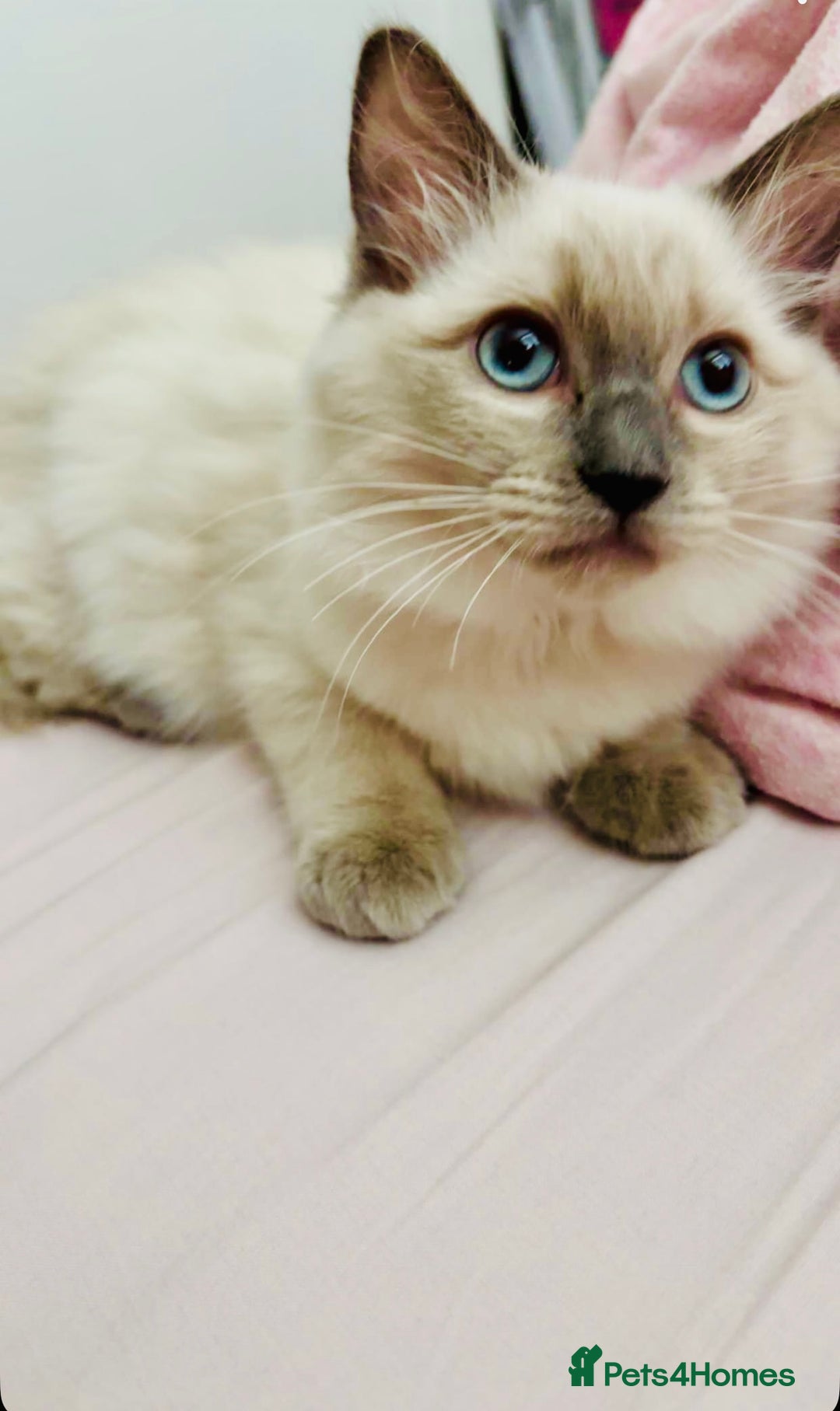 Ragdoll cats for sale: RAGDOLLS KITTENS **INC STARTER PACK & INSURANCE** - Image 2