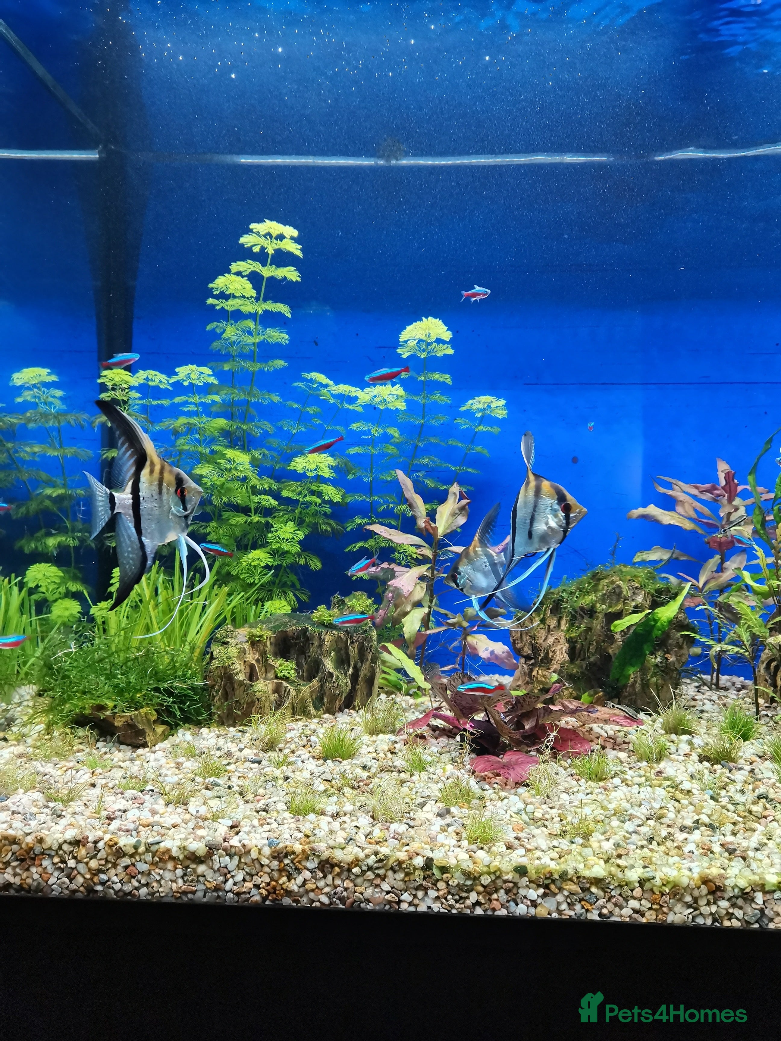 Angelfish fish 3 x Male Altum Angel Fish  - Advert 1