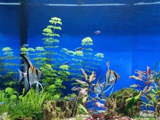 Angelfish fish 3 x Male Altum Angel Fish - Advert 6