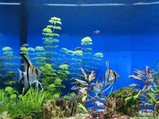 Angelfish fish 3 x Male Altum Angel Fish - Advert 9