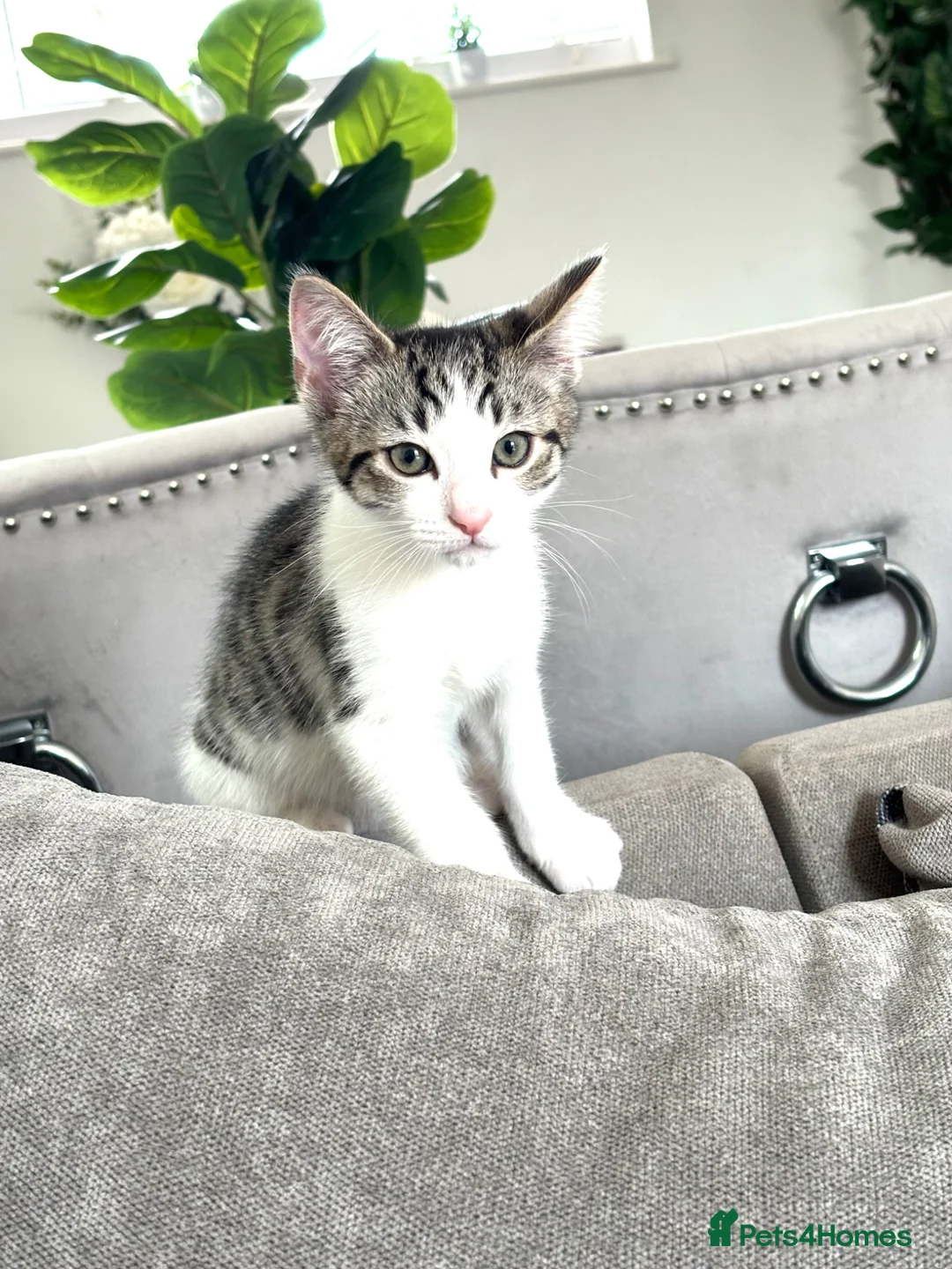 Mixed Breed cats for sale: Grey and white male kitten  - Advert 2