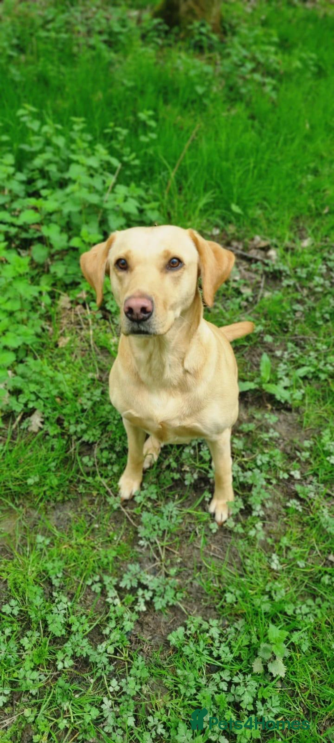 Labrador Retriever dogs for sale: Labrador 2 x boys left FTW Drakeshead Flycatcher   in Blackpool - Image 26