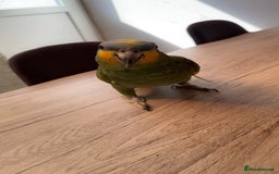 Parrots birds for sale: Blue Amazon parrot - Image 2