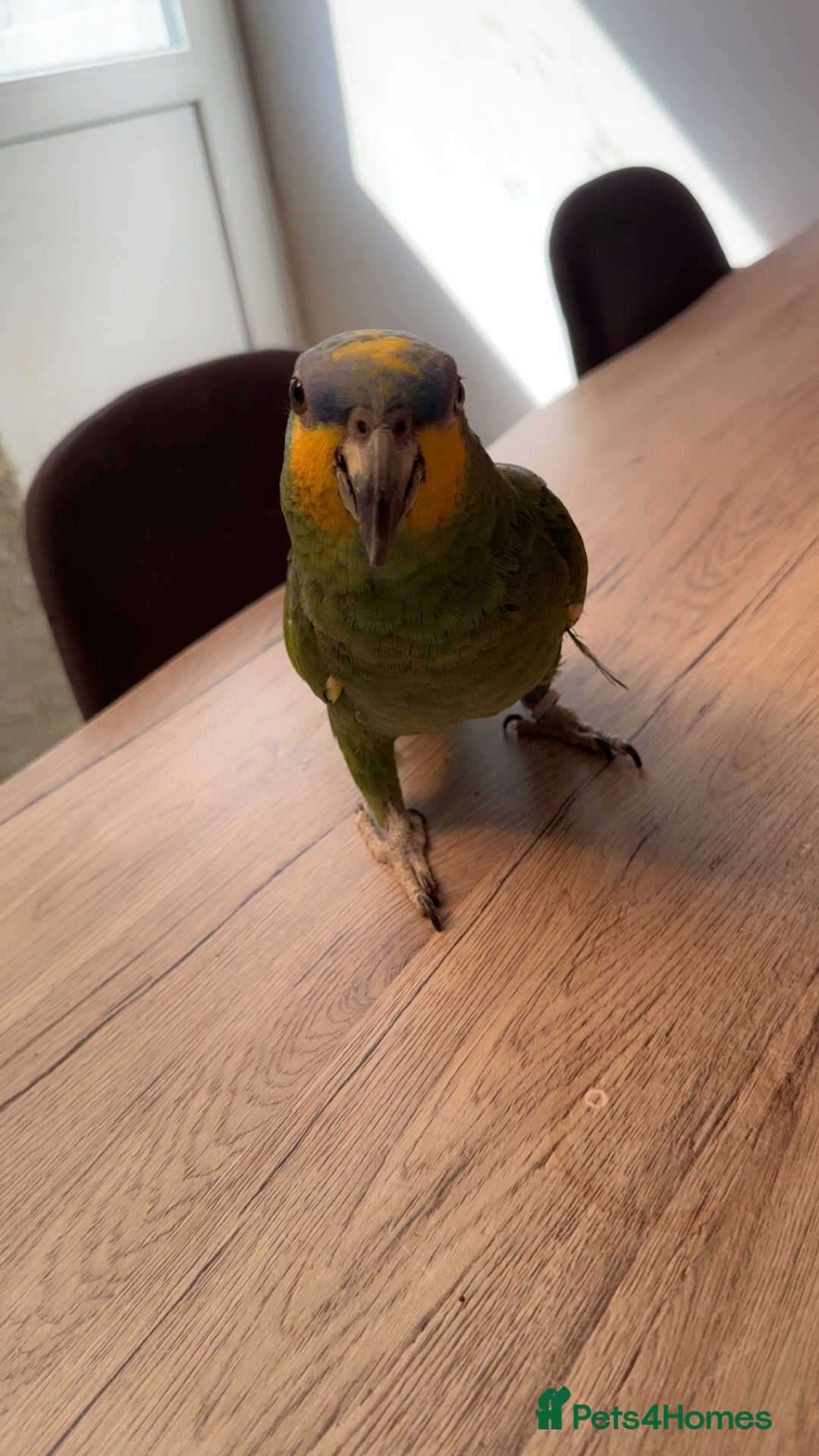 Parrots birds for sale: Blue Amazon parrot - Image 2