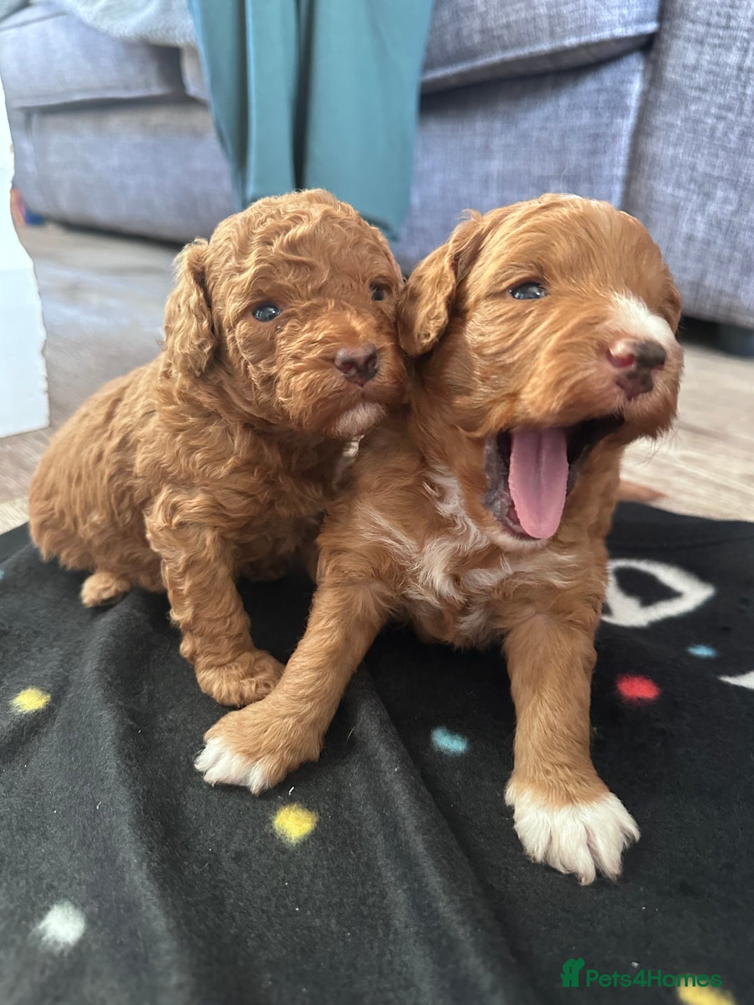 Cockapoo dogs for sale: F1B Minature Cockapoo puppies in Fox Red colour - Advert 5