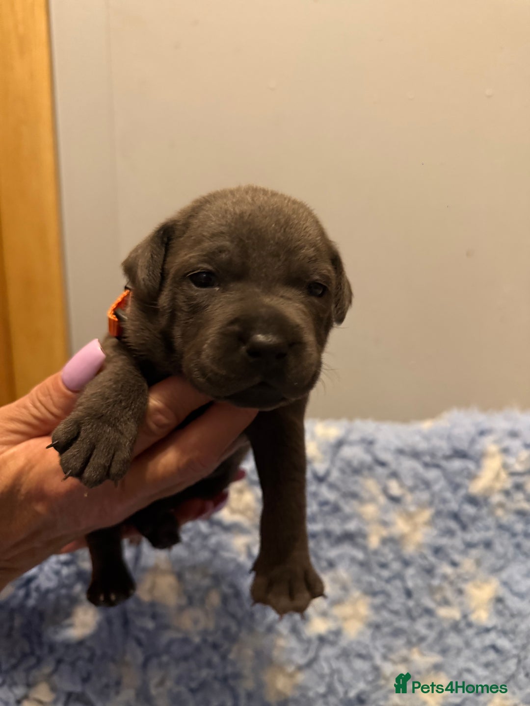Staffordshire Bull Terrier dogs for sale: CHUNKY BLUE STAFFY PUPS - Advert 2