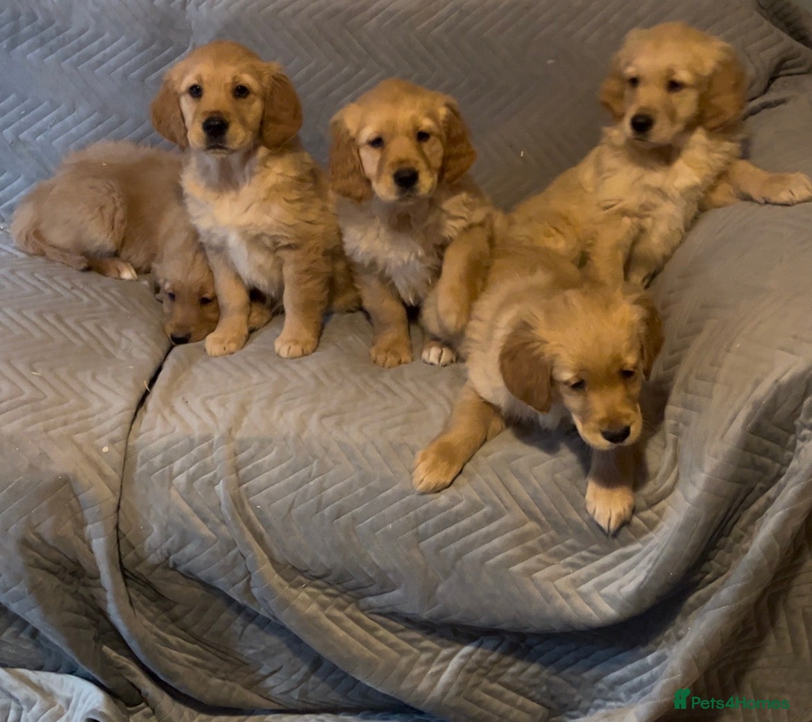 Golden Retriever dogs Gorgeous dark Golden Retriever pups - Advert 17