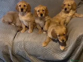 Golden Retriever dogs Gorgeous dark Golden Retriever pups - Advert 17