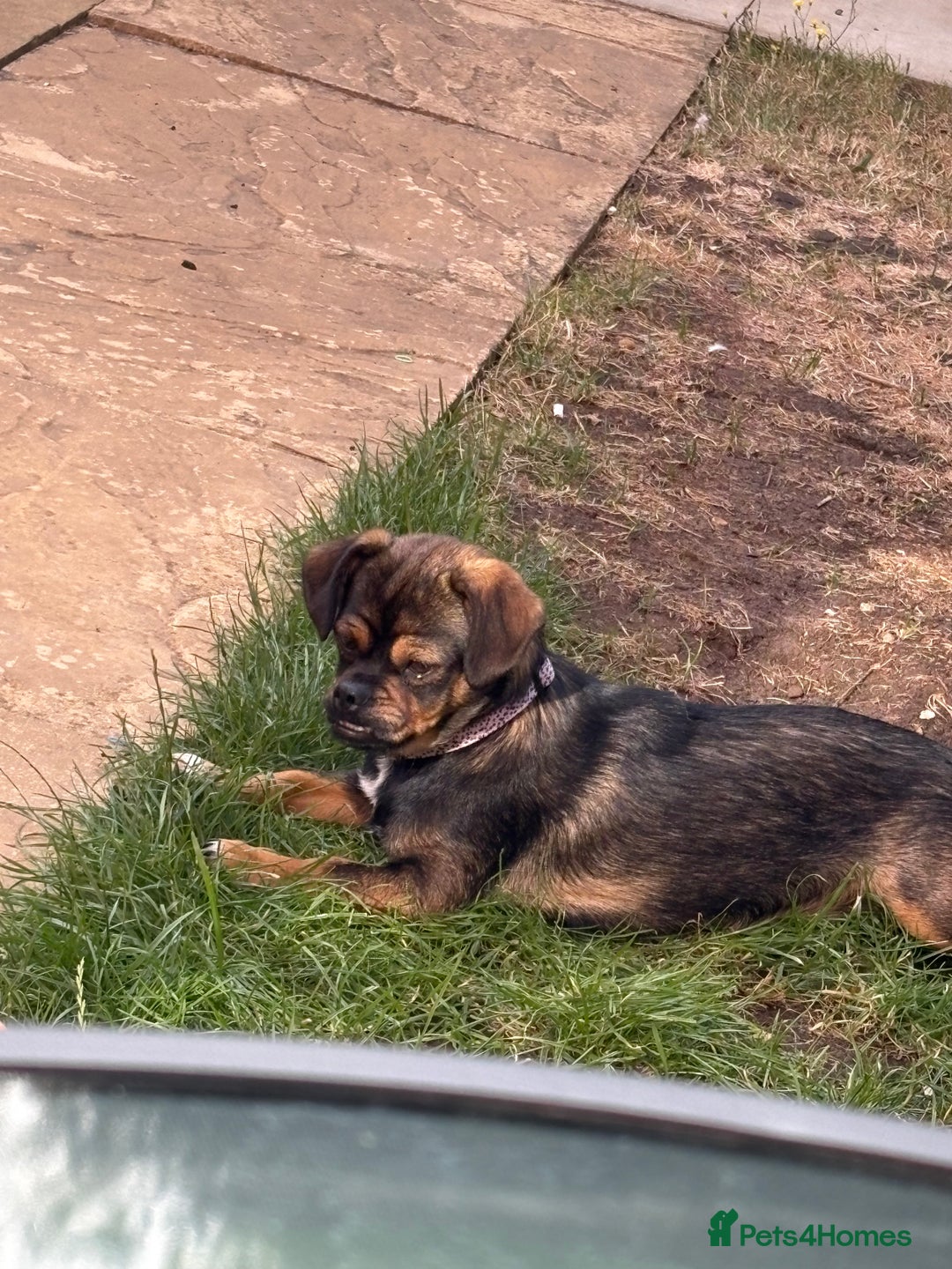 Mixed Breed dogs for sale: Dachshund cross Pekingese  - Image 4