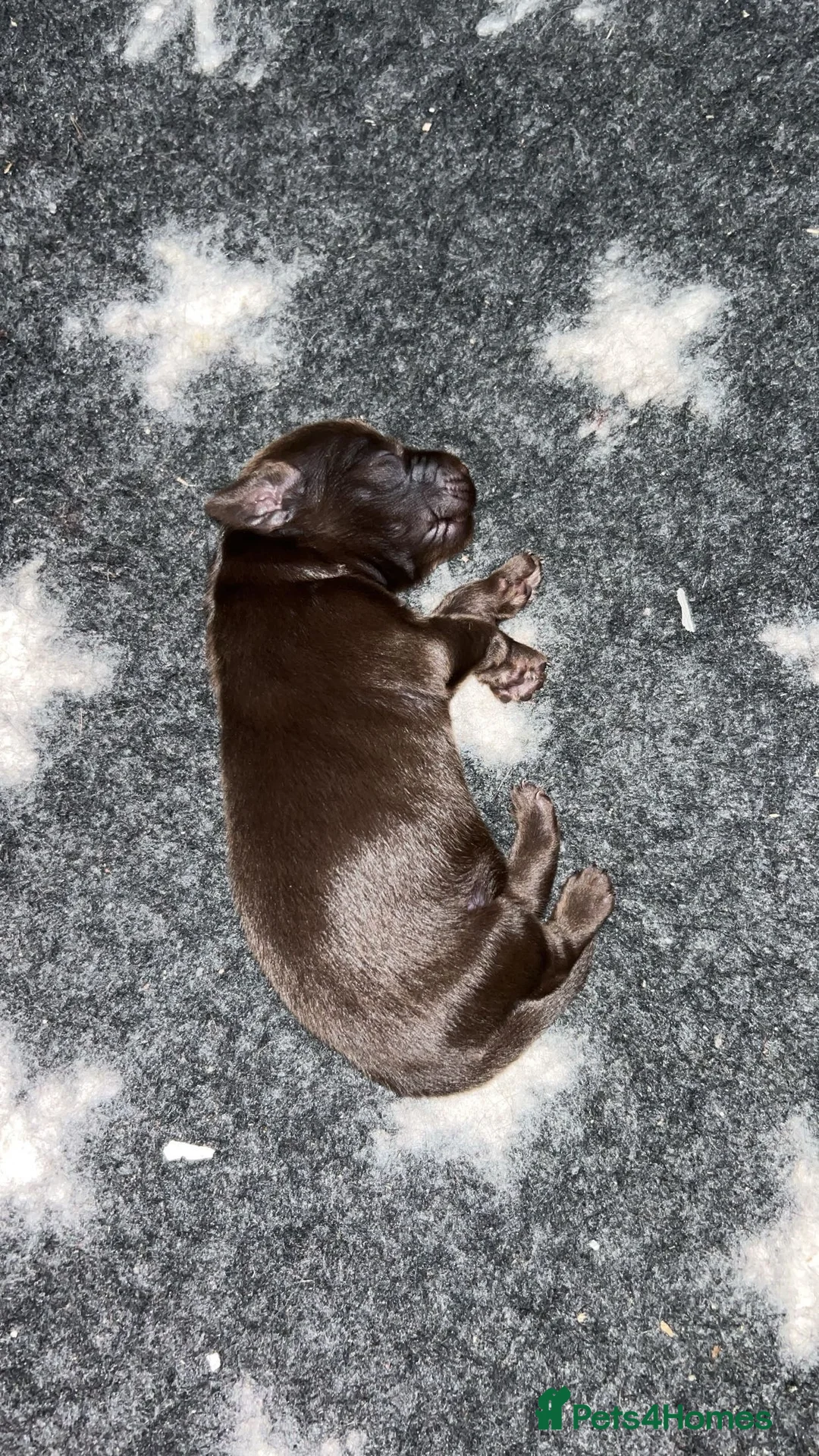 Flat coated Retriever dogs for stud: PROVEN Flatcoated Retriever for Stud 0/0 Hips in Bishop Auckland - Advert 14