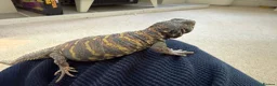 Lizard reptiles for sale: Ornate Uromastyx - 18 months old - Advert 4